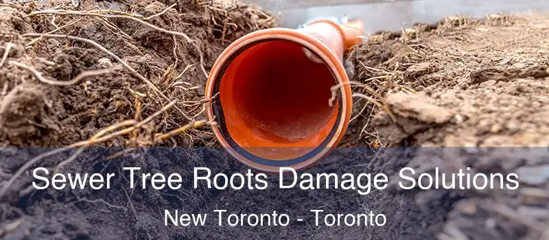  Sewer Tree Roots Damage Solutions New Toronto - Toronto